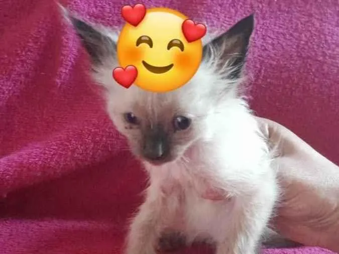 Gato ra a Siamês  idade Abaixo de 2 meses nome Chico