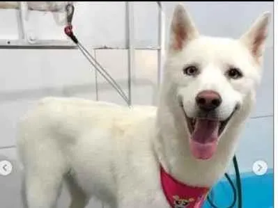 Cachorro ra a Husky  Siberiano idade 3 anos nome Bella