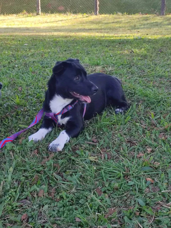 Cachorro ra a Viralata idade 2 a 6 meses nome Lua
