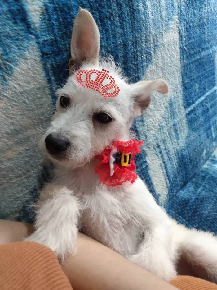 Cachorro ra a Srd idade 7 a 11 meses nome Polar