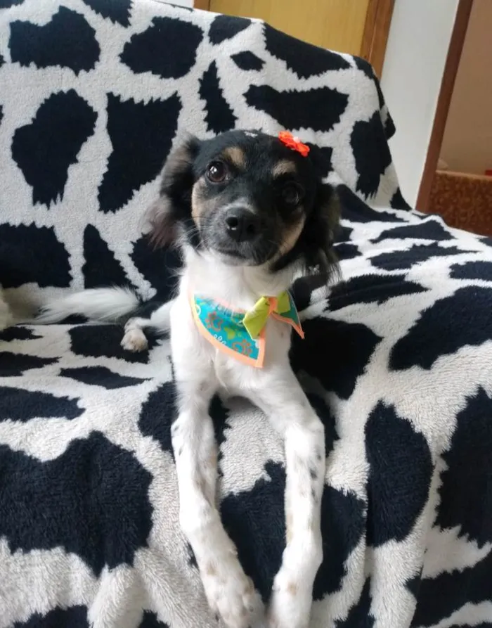 Cachorro ra a Srd idade 7 a 11 meses nome Cruela