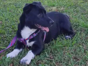 Cachorro raça Viralata idade 2 a 6 meses nome Lua