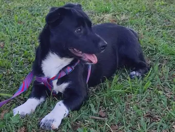 Cachorro ra a Viralata idade 2 a 6 meses nome Lua
