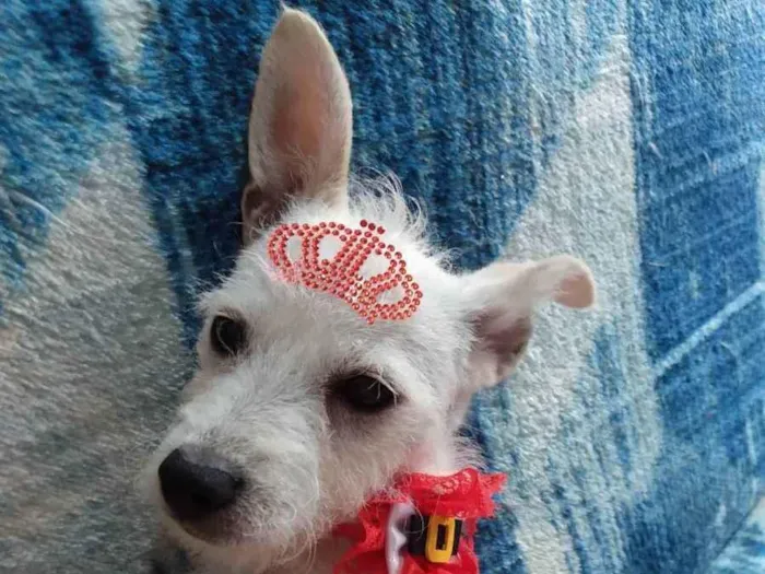 Cachorro ra a Srd idade 7 a 11 meses nome Polar