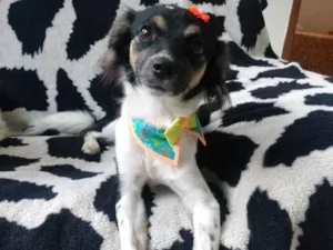 Cachorro raça Srd idade 7 a 11 meses nome Cruela