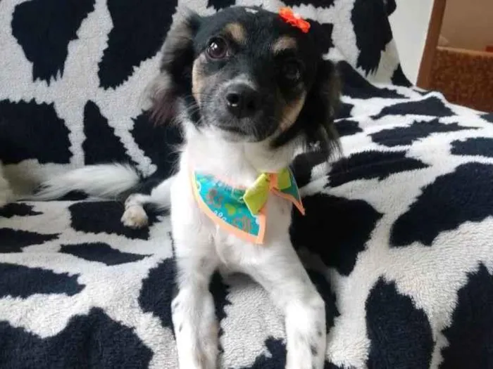 Cachorro ra a Srd idade 7 a 11 meses nome Cruela