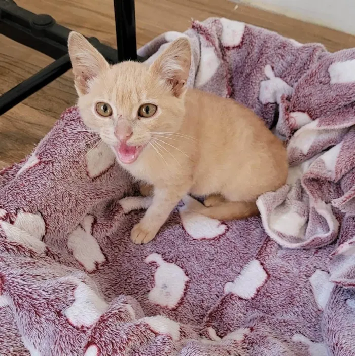 Gato ra a Srd  idade 2 a 6 meses nome Jóca