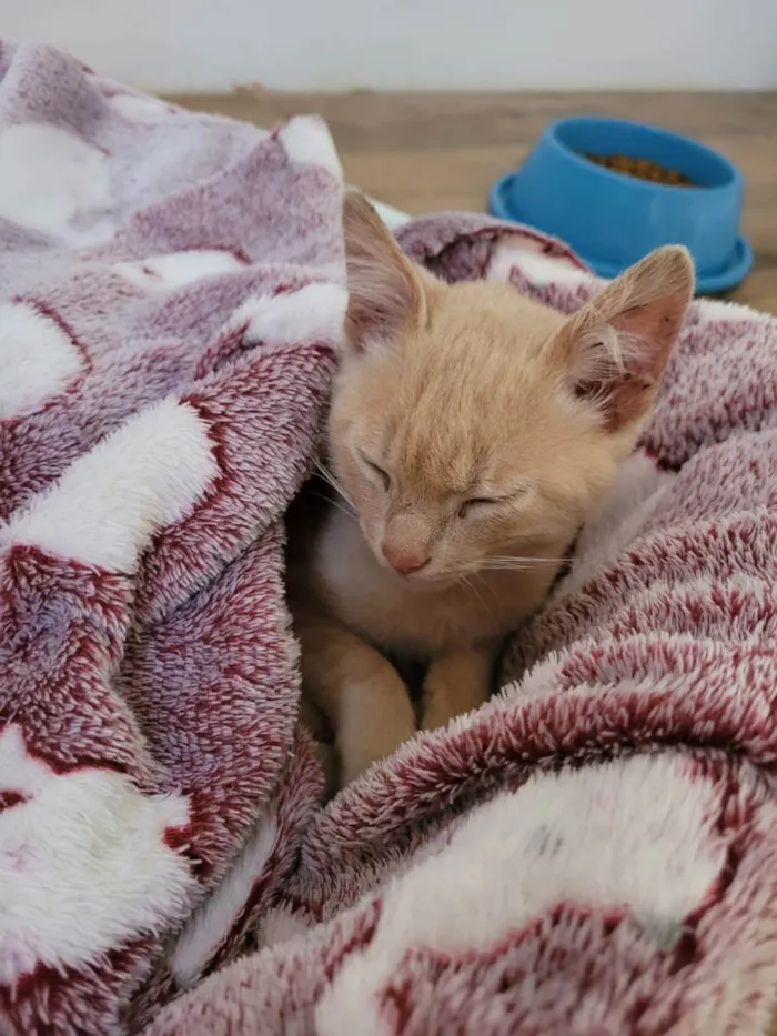 Gato ra a Srd  idade 2 a 6 meses nome Jóca