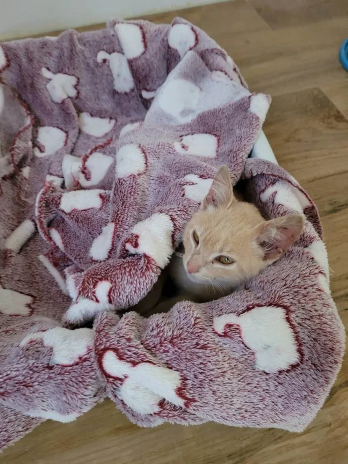 Gato ra a Srd  idade 2 a 6 meses nome Jóca
