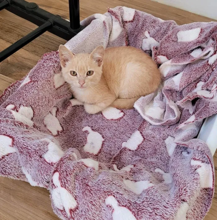Gato ra a Srd  idade 2 a 6 meses nome Jóca