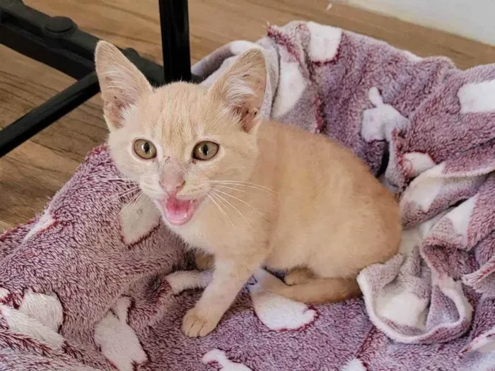 Gato ra a Srd  idade 2 a 6 meses nome Jóca