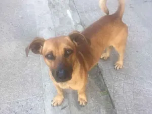 Cachorro raça  idade 2 anos nome Não sei 