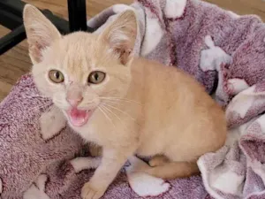 Gato raça Srd  idade 2 a 6 meses nome Jóca