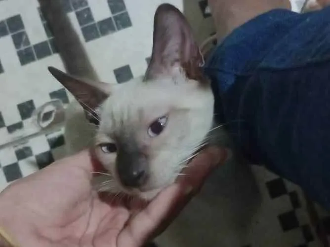 Gato ra a Vira lata idade 2 a 6 meses nome Frederico e Nana