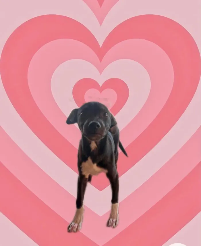 Cachorro raça Srd idade 2 a 6 meses nome Leo bb5meses lindo 