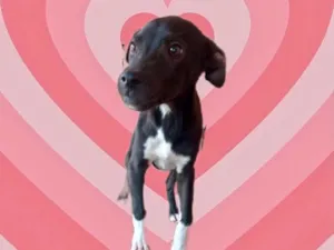 Cachorro raça Srd idade 2 a 6 meses nome Leo bb5meses lindo 