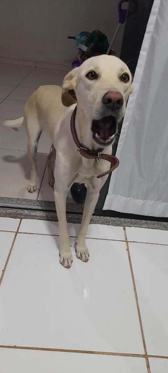 Cachorro ra a Mistura de vira lata com rotwi idade 2 anos nome Nina