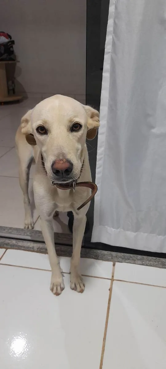 Cachorro ra a Mistura de vira lata com rotwi idade 2 anos nome Nina