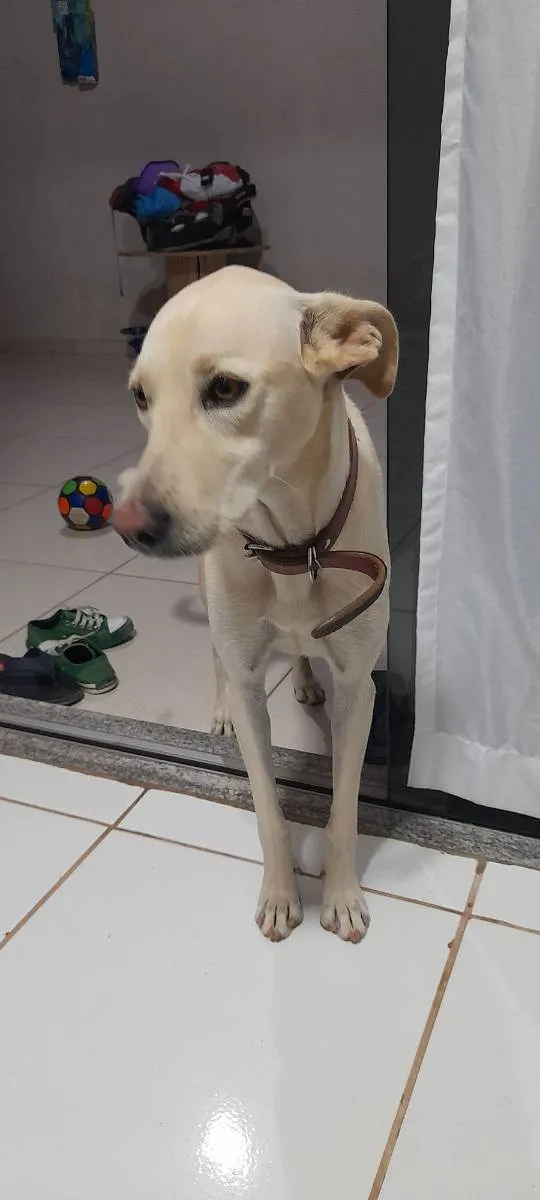 Cachorro ra a Mistura de vira lata com rotwi idade 2 anos nome Nina