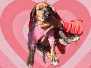Cachorro raça Srd  idade 2 a 6 meses nome Nina bb2meses 