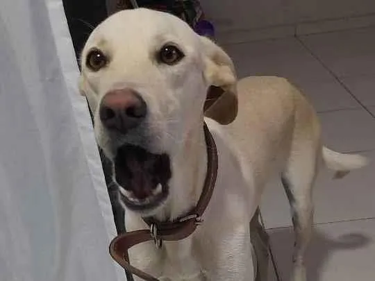 Cachorro ra a Mistura de vira lata com rotwi idade 2 anos nome Nina