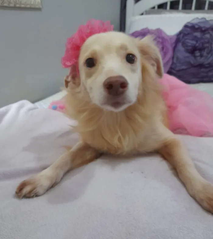 Cachorro ra a Srd  idade 2 anos nome Frozen