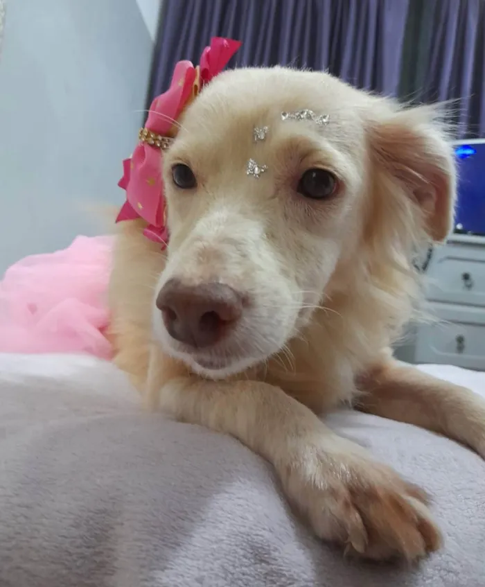 Cachorro ra a Srd  idade 2 anos nome Frozen