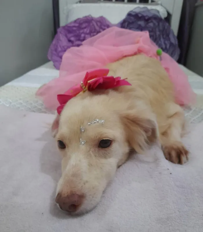 Cachorro ra a Srd  idade 2 anos nome Frozen
