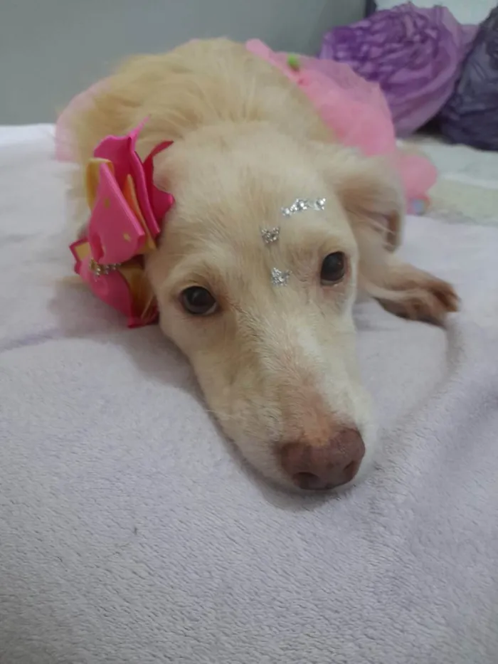 Cachorro ra a Srd  idade 2 anos nome Frozen
