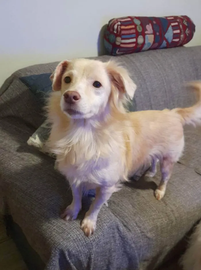 Cachorro ra a Srd  idade 2 anos nome Frozen