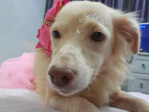 Cachorro raça Srd  idade 2 anos nome Frozen