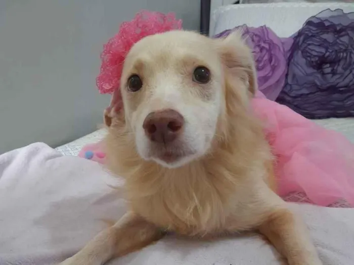 Cachorro ra a Srd  idade 2 anos nome Frozen