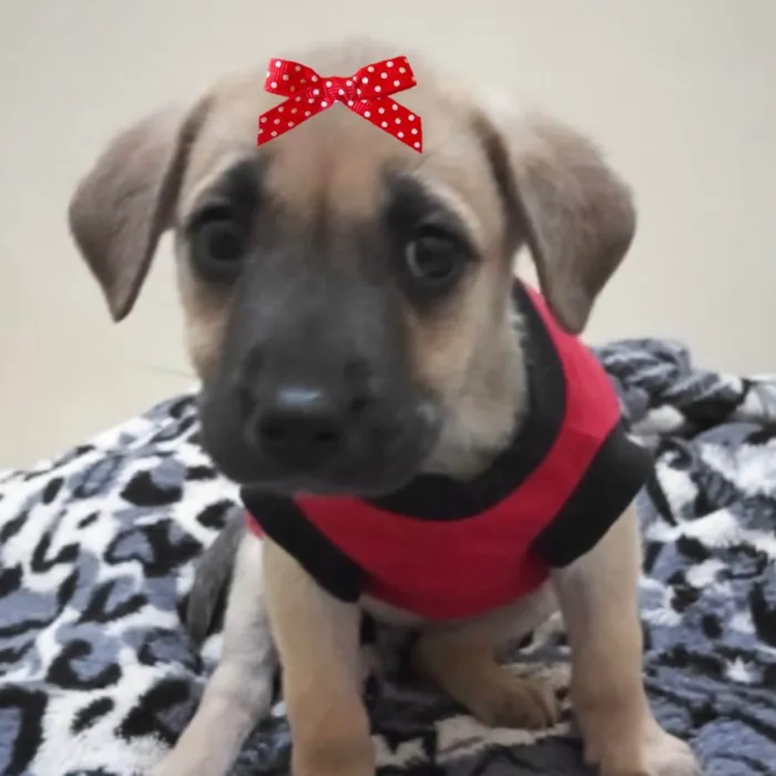 Cachorro ra a Mestiça  idade 2 a 6 meses nome Sol 