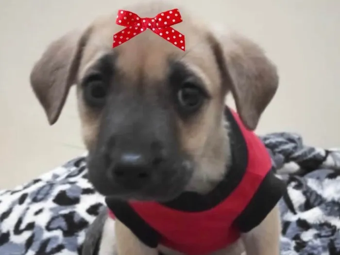 Cachorro ra a Mestiça  idade 2 a 6 meses nome Sol 
