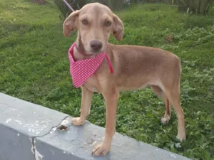 Cachorro raça Srd idade 7 a 11 meses nome Clara Bela