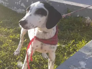 Cachorro raça Srd idade 7 a 11 meses nome Rebeca