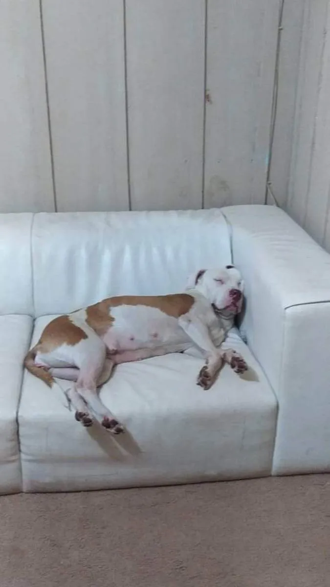 Cachorro ra a American Pitbull  idade 1 ano nome Kyarah 