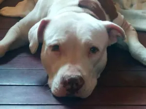 Cachorro raça American Pitbull  idade 1 ano nome Kyarah 