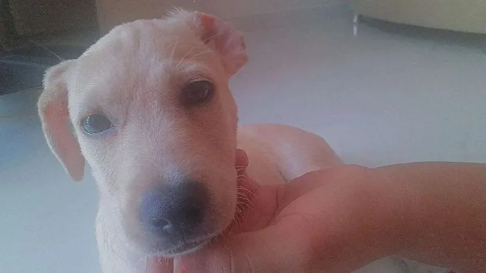 Cachorro ra a Labrador com Golden idade 2 a 6 meses nome Don 