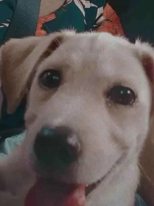Cachorro ra a Labrador com Golden idade 2 a 6 meses nome Don 