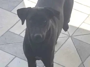 Cachorro raça SRD idade 7 a 11 meses nome Guerreira 