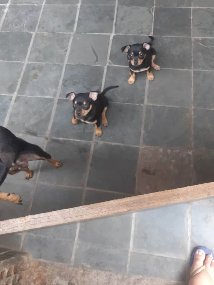 Cachorro ra a Pinscher idade 2 a 6 meses nome Piruzinho 