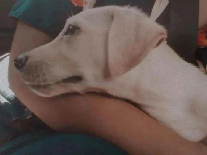 Cachorro ra a Labrador com Golden idade 2 a 6 meses nome Don 
