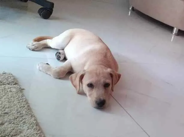 Cachorro ra a Labrador com Golden idade 2 a 6 meses nome Don 