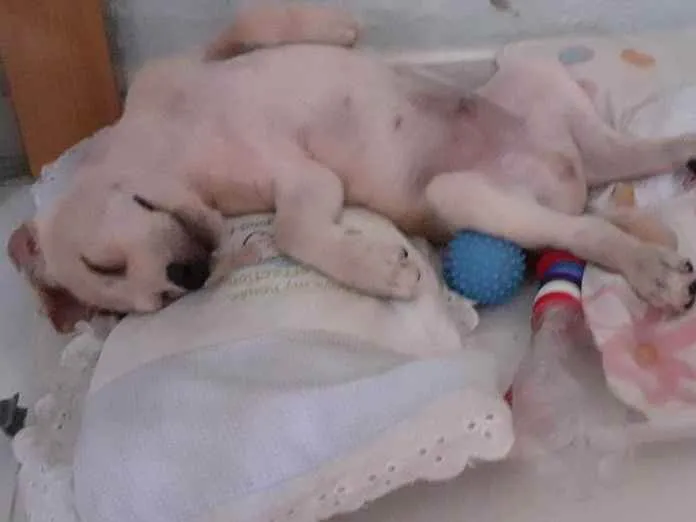 Cachorro ra a Labrador com Golden idade 2 a 6 meses nome Don 