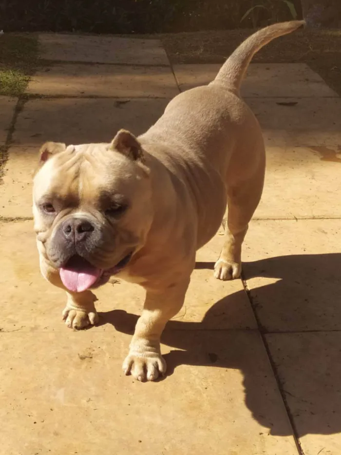 Cachorro ra a America Bully idade 3 anos nome Thamos