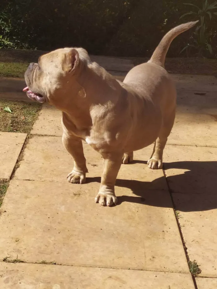Cachorro ra a America Bully idade 3 anos nome Thamos
