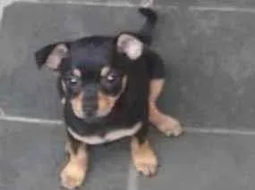 Cachorro raça Pinscher idade 2 a 6 meses nome Piruzinho