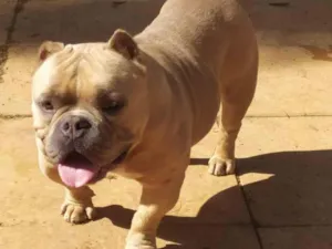 Cachorro raça America Bully idade 3 anos nome Thamos