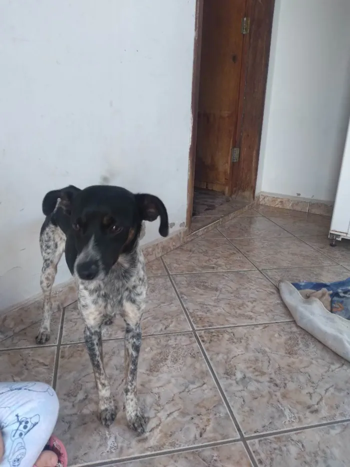 Cachorro ra a Vira lata idade 1 ano nome Bob